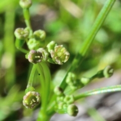 Gingidia harveyana at Bolaro, NSW - 30 Nov 2017