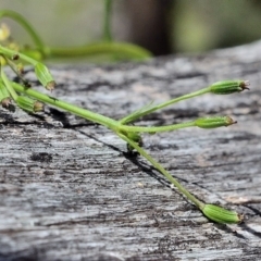 Gingidia harveyana at Bolaro, NSW - 30 Nov 2017