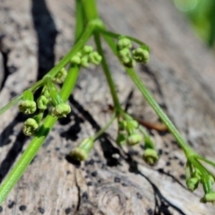 Gingidia harveyana at Bolaro, NSW - 30 Nov 2017