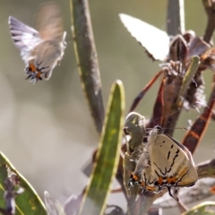 Jalmenus evagoras (Imperial Hairstreak) at Acton, ACT - 16 Dec 2017 by JudithRoach