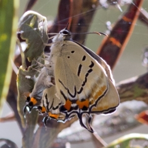 Jalmenus evagoras at Acton, ACT - 17 Dec 2017