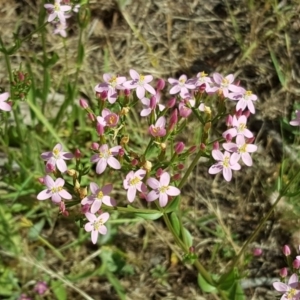 Centaurium erythraea at Garran, ACT - 16 Dec 2017 10:11 AM