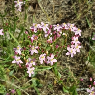 Centaurium erythraea (Common Centaury) at Garran, ACT - 16 Dec 2017 by Mike