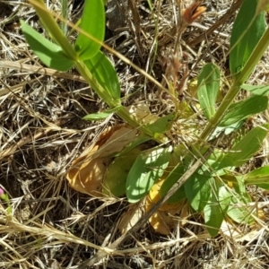 Centaurium erythraea at Garran, ACT - 16 Dec 2017 10:11 AM