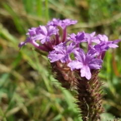 Verbena incompta (Purpletop) at Garran, ACT - 16 Dec 2017 by Mike