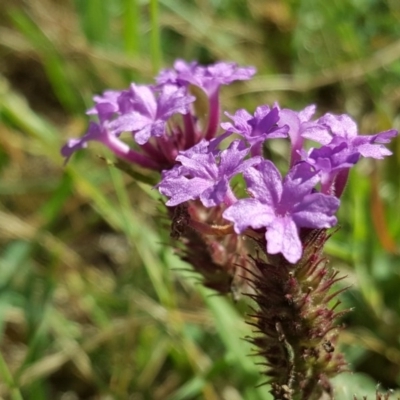 Verbena incompta (Purpletop) at Garran, ACT - 16 Dec 2017 by Mike