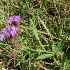 Verbena incompta at Garran, ACT - 16 Dec 2017