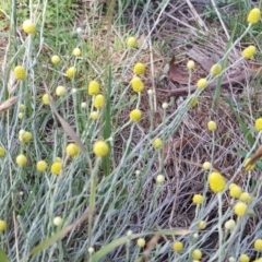 Calocephalus citreus (Lemon Beauty Heads) at O'Malley, ACT - 16 Dec 2017 by Mike