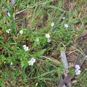 Geranium sp. Pleated sepals (D.E.Albrecht 4707) Vic. Herbarium at O'Malley, ACT - 16 Dec 2017