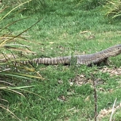 Varanus rosenbergi (Heath or Rosenberg's Monitor) at Bywong, NSW - 15 Dec 2017 by Varanus