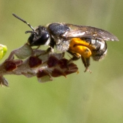 Lasioglossum (Chilalictus) sp. (genus & subgenus) (Halictid bee) at Bimberi Nature Reserve - 15 Dec 2017 by JudithRoach