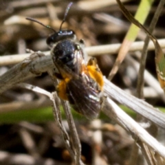 Lasioglossum (Chilalictus) sp. (genus & subgenus) at Brindabella, ACT - 15 Dec 2017