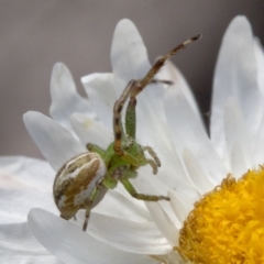 Lehtinelagia sp. (genus) (Flower Spider or Crab Spider) at Namadgi National Park - 15 Dec 2017 by JudithRoach