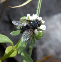 Tachinidae (family) (Unidentified Bristle fly) at Brindabella, ACT - 15 Dec 2017 by JudithRoach