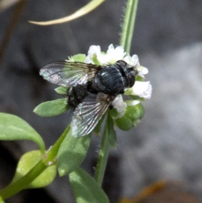 Tachinidae (family) (Unidentified Bristle fly) at Brindabella, ACT - 15 Dec 2017 by JudithRoach