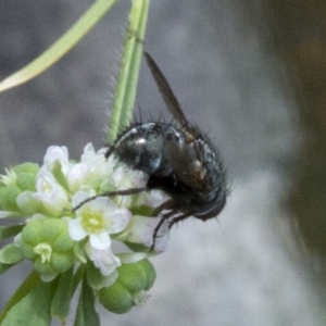 Tachinidae (family) at Brindabella, ACT - 15 Dec 2017