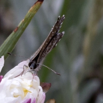 Neolucia agricola (Fringed Heath-blue) at Cotter River, ACT - 15 Dec 2017 by JudithRoach