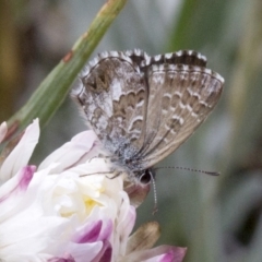 Neolucia agricola at Cotter River, ACT - 15 Dec 2017