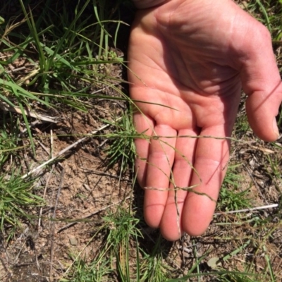 Tripogonella loliiformis (Five Minute Grass, Rye Beetle-Grass) at Whitlam, ACT - 15 Dec 2017 by NickiTaws