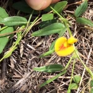 Zornia dyctiocarpa var. dyctiocarpa at Molonglo River Reserve - 16 Dec 2017 11:15 AM