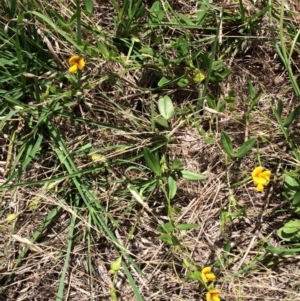 Zornia dyctiocarpa var. dyctiocarpa at Molonglo River Reserve - 16 Dec 2017