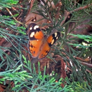 Heteronympha merope at Parkes, ACT - 16 Dec 2017