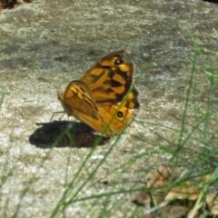 Heteronympha merope at Parkes, ACT - 16 Dec 2017