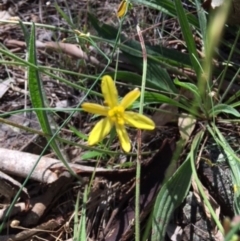 Tricoryne elatior (Yellow Rush Lily) at Deakin, ACT - 16 Dec 2017 by KL