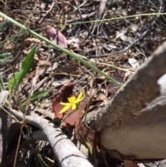 Tricoryne elatior at Deakin, ACT - 16 Dec 2017