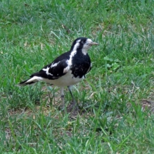 Grallina cyanoleuca at Parkes, ACT - 16 Dec 2017