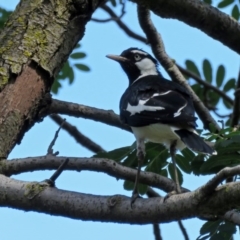 Grallina cyanoleuca at Parkes, ACT - 16 Dec 2017 02:42 PM