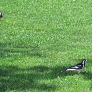 Grallina cyanoleuca at Parkes, ACT - 16 Dec 2017