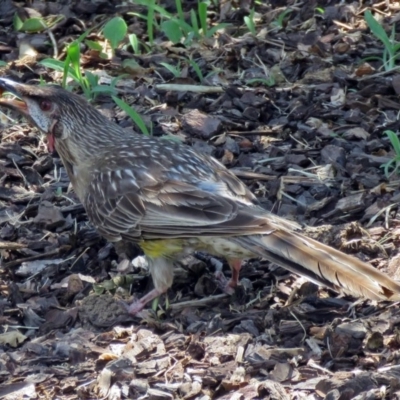 Anthochaera carunculata (Red Wattlebird) at Parkes, ACT - 16 Dec 2017 by RodDeb