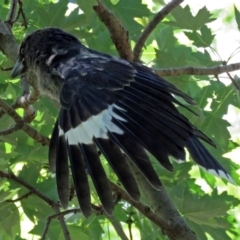 Strepera graculina (Pied Currawong) at Parkes, ACT - 16 Dec 2017 by RodDeb