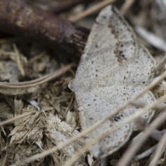 Taxeotis intextata (Looper Moth, Grey Taxeotis) at Illilanga & Baroona - 5 Nov 2017 by Illilanga