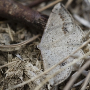 Taxeotis intextata at Michelago, NSW - 5 Nov 2017