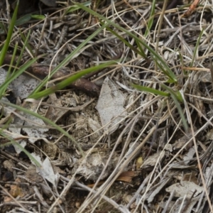 Taxeotis intextata at Michelago, NSW - 5 Nov 2017