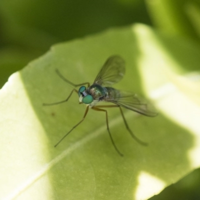 Dolichopodidae (family) (Unidentified Long-legged fly) at Michelago, NSW - 12 Nov 2017 by Illilanga