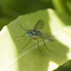Dolichopodidae sp. (family) (Unidentified Long-legged fly) at Michelago, NSW - 12 Nov 2017 by Illilanga