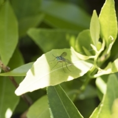 Dolichopodidae (family) at Michelago, NSW - 12 Nov 2017