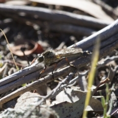 Dolopus rubrithorax (Large Brown Robber Fly) at Michelago, NSW - 2 Nov 2014 by Illilanga