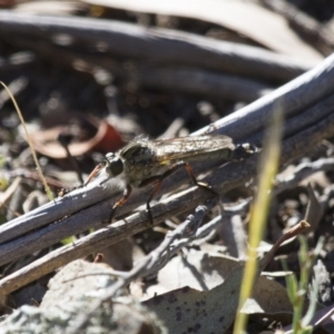 Dolopus rubrithorax at Michelago, NSW - 2 Nov 2014