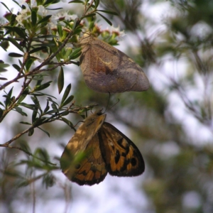 Heteronympha merope at Kambah, ACT - 15 Dec 2017 07:15 PM