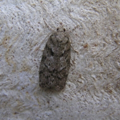 Philobota philostaura (A Concealer moth (Philobota group)) at Kambah, ACT - 15 Dec 2017 by MatthewFrawley