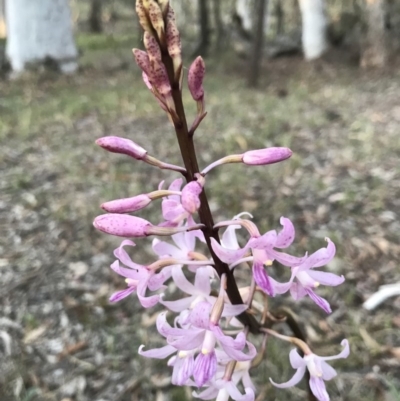 Dipodium roseum (Rosy Hyacinth Orchid) at Mount Majura - 13 Dec 2017 by AaronClausen