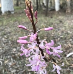 Dipodium roseum (Rosy Hyacinth Orchid) at Canberra Central, ACT - 13 Dec 2017 by AaronClausen
