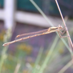 Austrolestes analis (Slender Ringtail) at Kambah, ACT - 15 Dec 2017 by MatthewFrawley