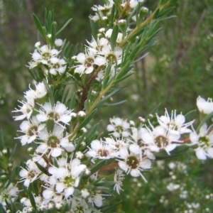 Kunzea ericoides at Kambah, ACT - 16 Dec 2017 06:31 PM