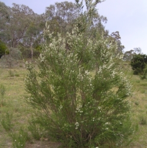 Kunzea ericoides at Kambah, ACT - 16 Dec 2017 06:31 PM