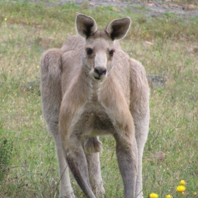 Macropus giganteus (Eastern Grey Kangaroo) at Mount Taylor - 16 Dec 2017 by MatthewFrawley